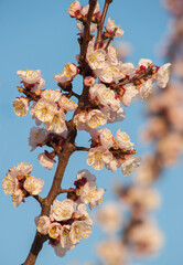 beautiful branch of spring cherry blossom