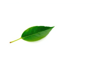 Single leaf, isolated on pure white background, spring, botany