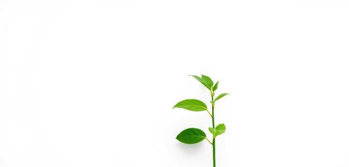 Fototapeta premium Single vibrant green plant, isolated on pure white backdrop, natural, fresh