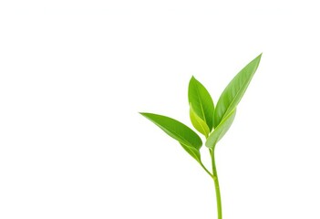 Obraz premium Single vibrant green plant, isolated on pure white background, element, picture