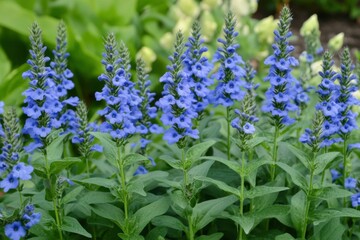 Fototapeta premium Lobelia Flowers Background. Closeup of Beautiful Blooming Lobelia Erinus in Summer