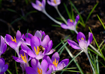 Spring's arrival captured in vibrant crocus blooms, a busy bee amidst purple petals, golden pollen.