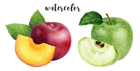 Hand-Painted Watercolor Granny Smith Apple and Plum Botanical Illustration Isolated on White