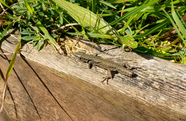 Handicapped lizard in the wild
