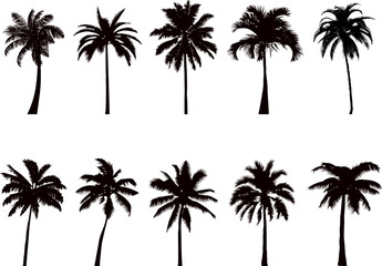 Obraz premium palm trees collection, set silhouette, vector on white background