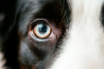 Border Collie on white background