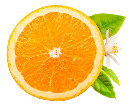 Orange fruit isolated. Orange cross section with leaves and flower on white background. File contains clipping path. - Powered by Adobe