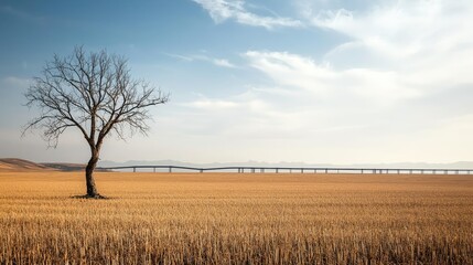 Obraz premium Climate Change drought idea. A solitary tree stands in a vast, golden field under a bright blue sky.