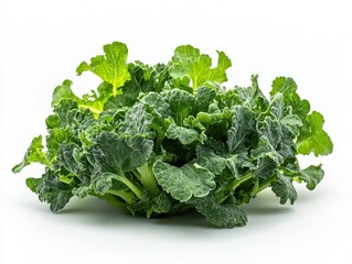 With Curly kale in Orchard