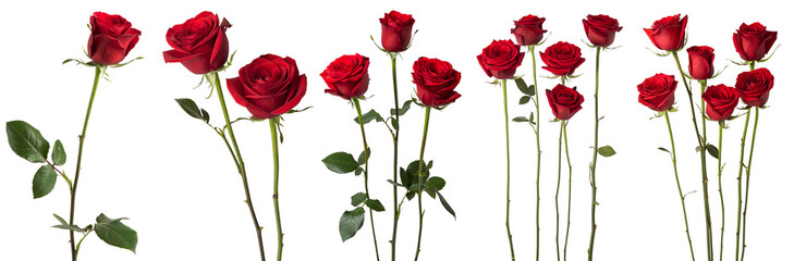 Set of red roses on a transparent background. Concept of beautiful flowers.