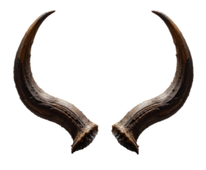 Pair of Large Animal Horns on Transparent Background