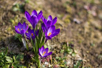 crocus flowers in the garden -  spring flowers - soft focus