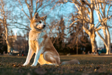 akita inu dog sitting calmly in park on grass with trees in the background