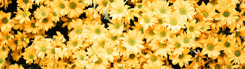 Panorama view yellow daisy pom flower background wall decoration at festival in Hanoi, Vietnam, classic daisies shape with smaller vibrant color heads, sturdy stem, natural elegance wallpaper