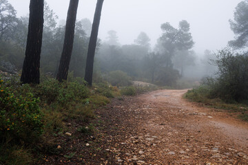 Niebla y lluvia sobre el camino del bosque con tres troncos de pino, Alcoy, España