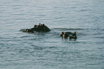 Hippopotamus swimming in Zambezi river in Zimbabwe