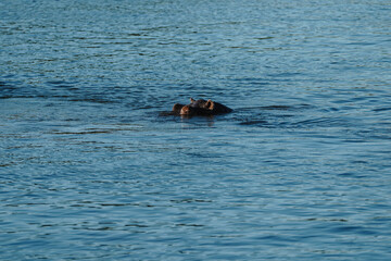 Fototapeta premium Hippopotamus swimming in Zambezi river in Zimbabwe