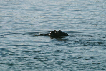 Fototapeta premium Hippopotamus swimming in Zambezi river in Zimbabwe