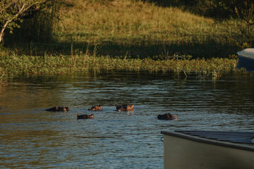 Hippopotamus swimming close the boat in Zambezi river in Zimbabwe