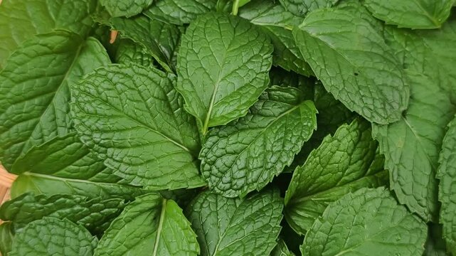Close-up of fresh mint leaves