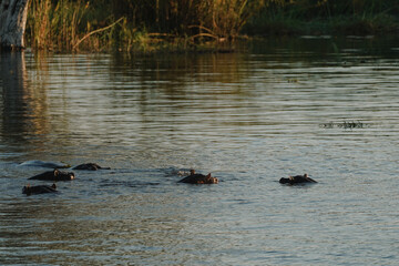 Hippopotamus swimming in Zambezi river in Zimbabwe