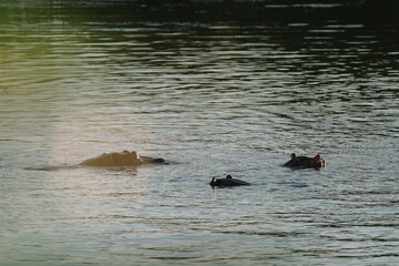 Hippopotamus swimming in Zambezi river in Zimbabwe