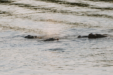Fototapeta premium Hippopotamus swimming in Zambezi river in Zimbabwe