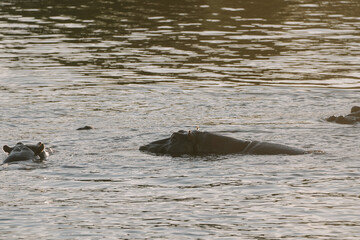 Fototapeta premium Hippopotamus swimming in Zambezi river in Zimbabwe
