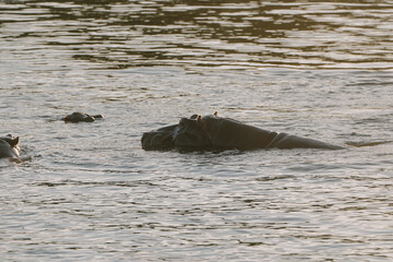 Fototapeta premium Hippopotamus swimming in Zambezi river in Zimbabwe