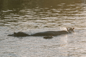 Hippopotamus swimming in Zambezi river in Zimbabwe