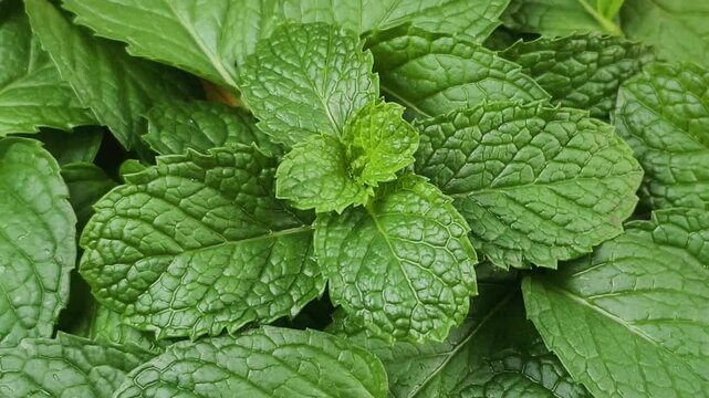 Close-up of fresh mint leaves