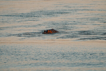 Hippopotamus swimming in Zambezi river in Zimbabwe