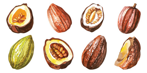 Set watercolor whole half sliced cocoa beans pods isolated on transparent background