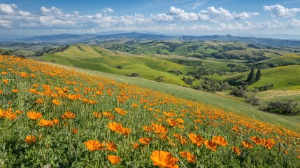 Fototapeta premium A scenic hilltop with vibrant wildflowers and clear skies, symbolizing clarity, peace, and positive thinking.