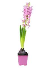 Pink Hyacinth in a Pink Pot isolated on a white background
