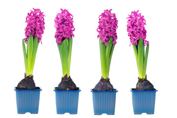 Four pink  Hyacinths in a Row on a white backgorund