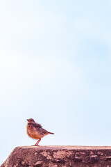 bird on a branch