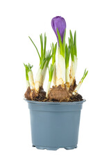 Potted Purple Crocus Flower on a white background
