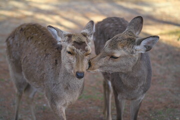 奈良公園の鹿夫婦