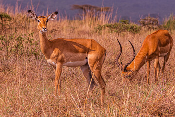 impala antelope in kruger national park