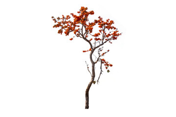 Tropical orange flame red color flower blooming flame of the forest or bastard teak tree isolated with transparent background.