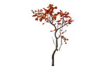Tropical orange flame red color flower blooming flame of the forest or bastard teak tree isolated with transparent background.