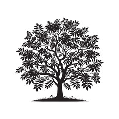 Obraz premium Black Walnut Tree Vector - Silhouette of Black Walnut tree - Tree art - Tree Design - Black Walnut Tree Illustration.
