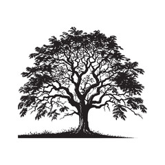 Black Walnut Tree Vector - Silhouette of Black Walnut tree - Tree art - Tree Design - Black Walnut Tree Illustration.