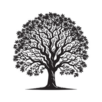recommend clip art: Black Walnut Tree Vector - Silhouette of Black Walnut tree - Tree art - Tree Design - Black Walnut Tree Illustration.