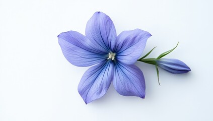X-ray image of Japanese iris flower