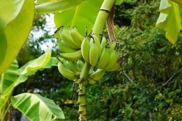 A close-up view of a bunch of unripe bananas on the tree. Nature's green bounty.