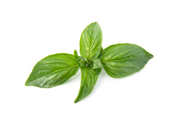 Fresh green basil leaves, isolated on white background.