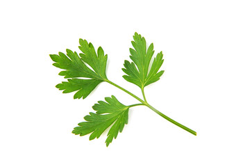Fresh parsley leaves on white background
