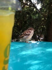 A small sparrow rests quietly on a vibrant blue tabletop while a refreshing citrus drink nearby adds a splash of color to the serene garden setting filled with greenery